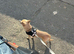 LOVING FOREVER HOME WANTED FOR SOBY