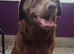 Fur Baby Boutique luxury 1to1 pet grooming