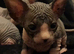 Blue and cream Canadian sphynx
