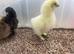 Silkie chicks
