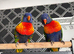 2 lovely rainbow lorikeets and cadge