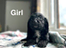 Adorable cockapoo puppies ready end of June