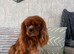 Kc Health Tested Ruby Cavalier King Charles At Stud