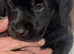 Labrador x Rottweiler