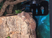Cb25 chahoua gecko