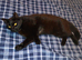 Country Home sought for Black Neutered Male Cat