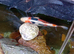 Koi carp x2