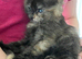 Beautiful female kittens