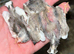 Zebra finches