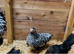 Chickens for sale