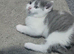 British shorthair cross kittens ready to leave
