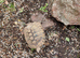2 Female Hermann's Tortoise