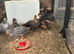 Mixed breed pullets