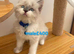 Beautiful Ragdoll cats for sale.