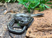 Vietnamese Blue Beauty Snakes at Birmingham Reptiles