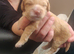 F2 Miniature Australian Labradoodle Puppies.