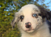 Beautiful border collie pups for sale