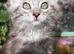 Silver tabby boy (will be keeping him if we don't find a great home so no scammers)