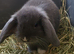 Beautiful Mini lop looking good a home.