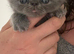 Gorgeous Persian kittens looking for homes