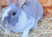 2 Rex rabbits and hutch