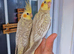 Super hand tamed baby cockatiels
