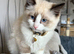Pure ragdoll kittens