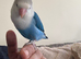 Semi tame love bird