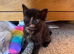 4 adorable fluffy ragdoll cross kittens