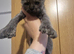 Maine coon polydactyl kittens
