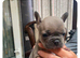 6 frenchies