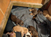 Stunning litter cocker spaniels