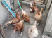 Egg laying hens for sale