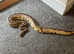 Leopard clown royal python