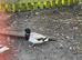 Male call ducks