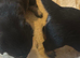 Mixed Breed puppies for sale