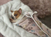 Chihuahua puppy