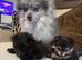 Beautiful Pomeranian pups!