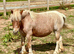 Moo A Dear Little Companion