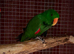 Male Talking Eclectus parrot