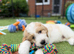 Ready Next week Golden Doodle X Pyrenees
