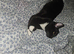 Black cat for sale