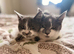 Female kittens