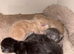 Outstanding Russian blue mixed kittens