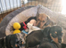 Miniature smooth dachshund puppies pra clear parents