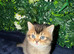 Pure Breed Scotish Straight/Fold Kittens. Delivery available.