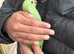 Indian Ringnecks Proven pair 2 clutches every year