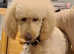 Standard Poodle for Stud