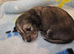 Kc reg miniature daschunds long hair