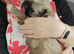 Beautiful Female Shih Tzu Puppy